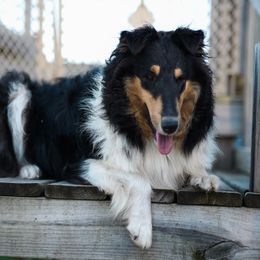 Kina - Collie
