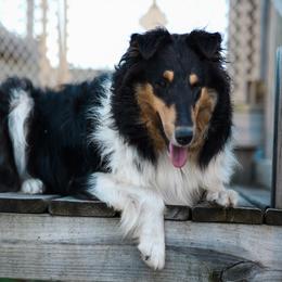 Kina - Collie