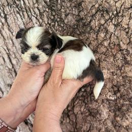 Uncle Fester - Tricolor male Shih Tzu puppy in Tampa, Florida from Shih Tzus of Kingshyre