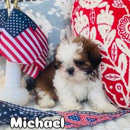 Michael - Brindle and white male Shih Tzu puppy in Jasper, Georgia from Tiny Bubbles Shih Tzus