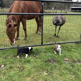 Border Collie Puppies from Apex Border Collies