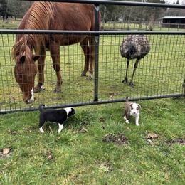 Border Collie Puppies from Apex Border Collies