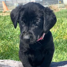 Girl 1 - female Labrador Retriever puppy in Winnemucca, Nevada from Oakley's Mountain View Kennel