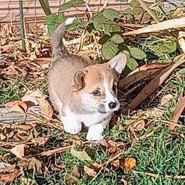 Acorn - Sable male Pembroke Welsh Corgi puppy in Ellensburg, Washington from Faery Mount Farm