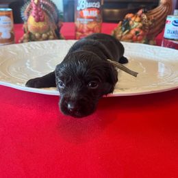 Teal Collar - Brown female Boykin Spaniel puppy in Hurtsboro, Alabama from PARK’s Family Farm
