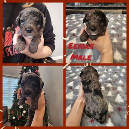 Eeyore - Merle male Cockapoo puppy in Zanesville, Ohio from Oodles of Doodles & Poos