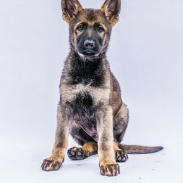 German Shepherd Puppies from Off The Hook Kennels