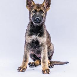 German Shepherd Puppies from Off The Hook Kennels