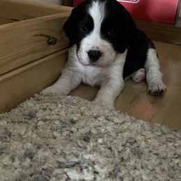 English Springer Spaniel Puppies from Juanita’s Springers