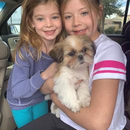 Shih Tzu Puppies from Willow Lane Shih Tzus