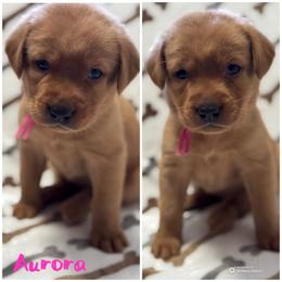 4th pick open  (picks are done at pick up time) - Yellow female Labrador Retriever puppy in Hartly, Delaware from Triple Threat Labradors