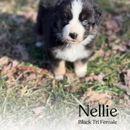 Nellie - Black tri-color female Australian Shepherd puppy in Columbia, Kentucky from Caywood Aussies