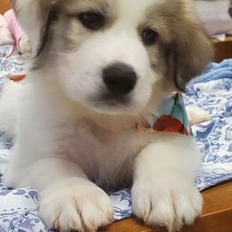 Great Pyrenees Puppies from Gulf Coast Pyrenees