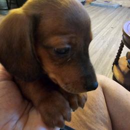 Sam - Chocolate and tan male Dachshund puppy in Strong, Arkansas from Dachshunds R Us