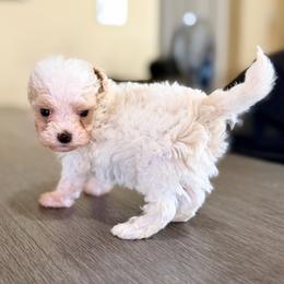 Olaf - Parti male Maltipoo puppy in Bells, Texas from Partridge Doodles and Poodles