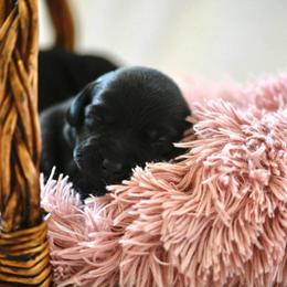 Labrador Retriever Puppies from Knotty Creek Labradors