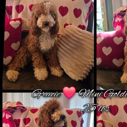 Gracie - Goldendoodle