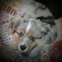 Barnaby Jones - Blue merle Miniature Australian Shepherd puppy in Hartselle, Alabama from ELSRi’s Crimson Cross Mini Aussies