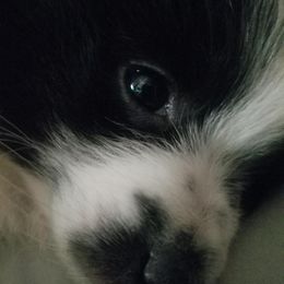 Pomeranian Puppies from Jacqueline's Pomeranians