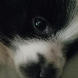 Pomeranian Puppies from Jacqueline's Pomeranians