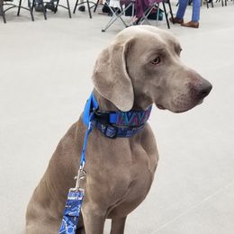 Stanley - Weimaraner