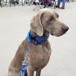 Stanley - Weimaraner