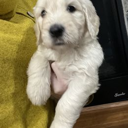 Goldendoodle Puppies from Lakes Golden Doodles