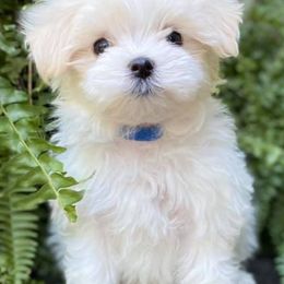 Maltese from Sugar Creek Maltese