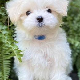 Maltese from Sugar Creek Maltese