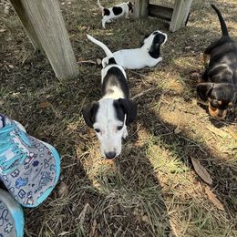 Dachshund Puppies from Matalik’s Mini’s