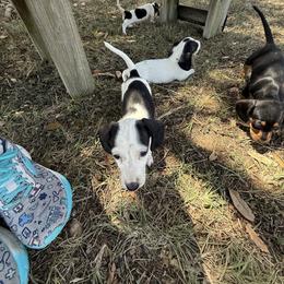Dachshund Puppies from Matalik’s Mini’s