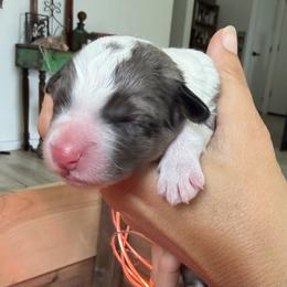 Boy 4 - male Bordoodle puppy in Shelton, Washington from Prophecy Kennels