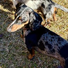 Luka - Dachshund