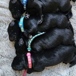 Sky Blue - Black male German Shepherd puppy in White Cloud, Michigan from Von WestLynn German Shepherds