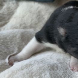Border Collie Puppies from Best Friend Borders