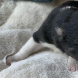 Border Collie Puppies from Best Friend Borders