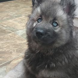 Boy 3 - Agouti and white male Siberian Husky puppy in Savannah, Georgia from Stacy's Siberian Huskies