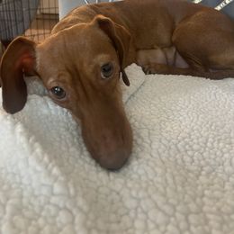Dachshund Puppies from Teenie Weenie Doxies