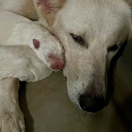 Vixen - White female German Shepherd puppy in Yuba City, California from Barton’s German Shepherds