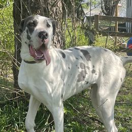 Great Danes from A Rowe of Danes