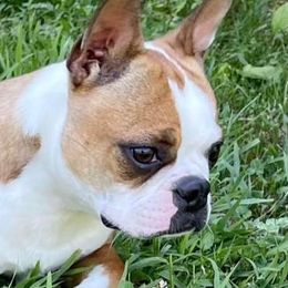 Boston Terriers from Hope Ky. Bostons
