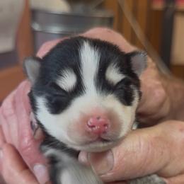 Jessy - Black and white male Pomsky puppy in Spring Hill, Florida from PDQ Pomskies