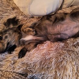 Dachshund Puppies from BleuBayou Dachshunds