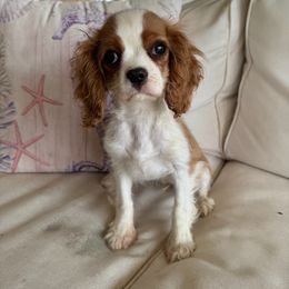 Wyley - Blenheim female Cavalier King Charles Spaniel puppy in Lula, Georgia from Cavaliers by Crumley