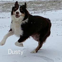 Australian Shepherds from Lazy Oak Australian Shepherds