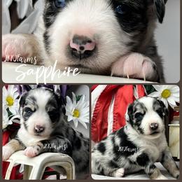 (7) Sapphire, BMF - Blue merle female Miniature American Shepherd puppy in Huntington, Texas from JKKJ Farms, LLC