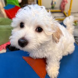 Obi - White male Coton de Tulear puppy in Freeport, Texas from H❤️PE COTONS
