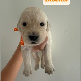Golden Retriever Puppies from Pheasant Hollow Goldens