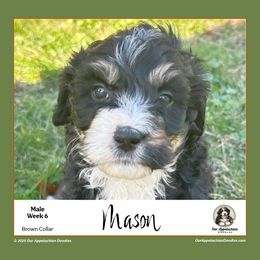 MASON (Brown Collar) - Tri-color male Bernedoodle puppy in Branchland, West Virginia from Our Appalachian Doodles