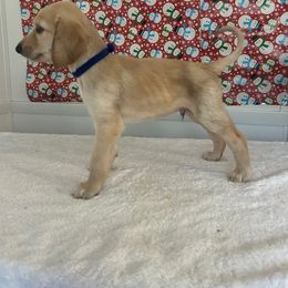 Navy Blue Boy - Cream male Afghan Hound puppy in Ocala, Florida from Whirlaway's Ranch